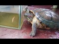 My Turtle care | 8 year old red eared slider turtle | Aquatic turtle cleaning, feeding and playing