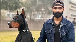 Imported Doberman in Pakistan. Victor Betelges And Diva. #dogs #doberman #doglover #akc #pedigree