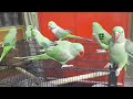 Cute Talking Parrot Having Fun On Their New Black Cage | And Speaking In Urdu Hindi With Each Other