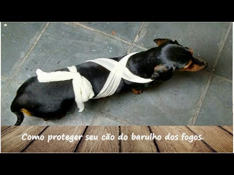 Vídeo: Como Proteger Seu Cachorro