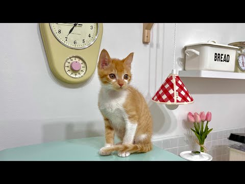 Video: Hur man mattan ditt katttorn igen