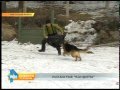Бродячие собаки всё чаще нападают на иркутян и жителей района