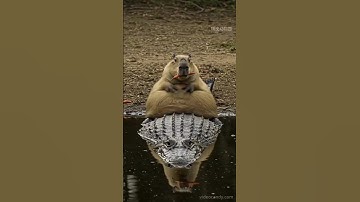 Tại sao cá sấu không tấn công capybara #khampha #dongvat #capybara