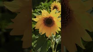 Sony Xperia 1 Iii Camera