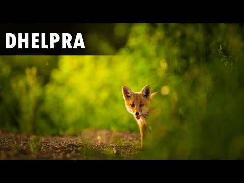 Video: A mund të kryqëzohen dhelprat?