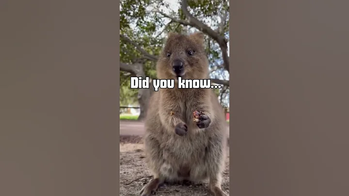 Meet the World’s Happiest Animal – The Smiling Quokka #shorts  #didyouknow #animalfacts