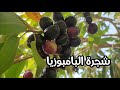 سر فاكهة البامبوزيا النادرة فوائد مذهلة وزراعة سهلة في بيتك شجرة البامبوزيا او الجامبول وفوائده 