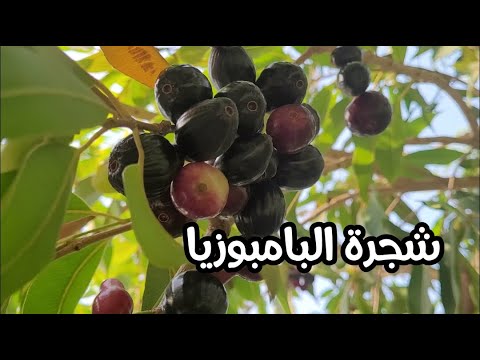 سر فاكهة البامبوزيا النادرة فوائد مذهلة وزراعة سهلة في بيتك شجرة البامبوزيا او الجامبول وفوائده