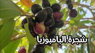 شجرة البامبوزيا |الجامبول| أشجار تتحمل الجفاف والبروده والحرارة