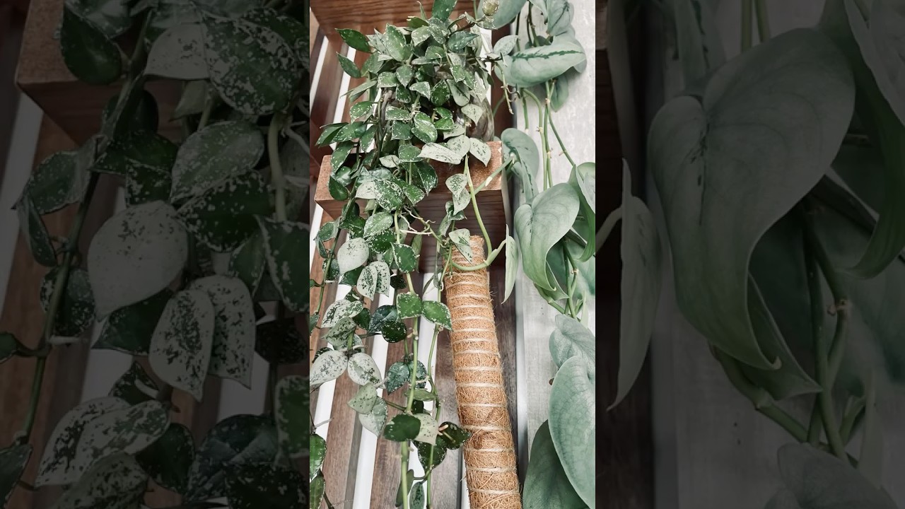 Hoya Super Eskimo | Indoor plant styling 2025 | Plant Decor 