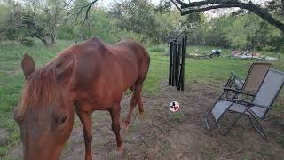 Horse Alarm Clock. 800 pound wake up call.