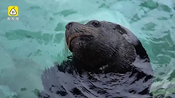 Why are aquariums cruel?