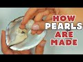 All about pearls and how theyre made