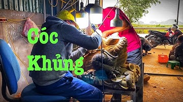 Chia Sẻ Điêu Khắc Cóc Thiềm Thừ gỗ Khủng