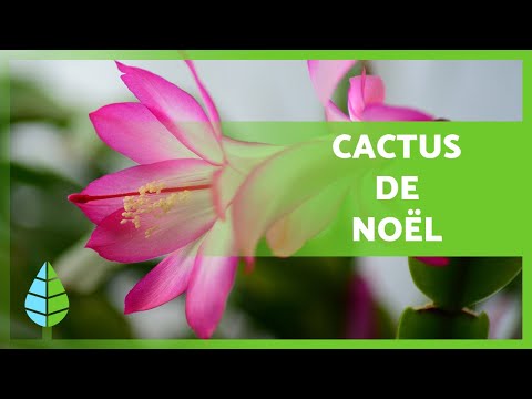 Prendre soin d'un CACTUS DE NOËL 🌵🌟Substrat, arrosage, repiquage et bien plus encore !