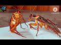 Funny cockroach  telapoka dancing reaction  animal life