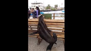 Sea Lion Chilling On A Bench At The Harbour