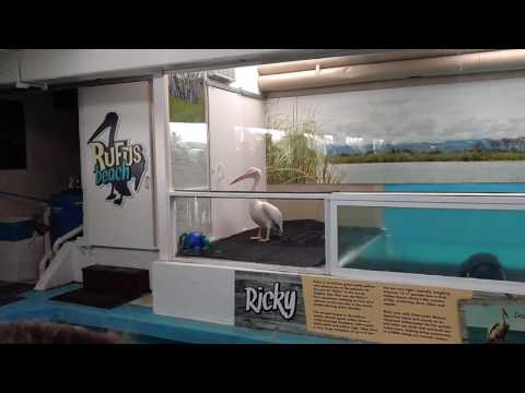 Clearwater Aquarium Rufus Feeding  @keithf2377