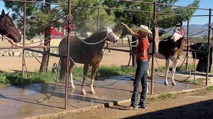 Behr- McKibben Performance & Versatility Horses