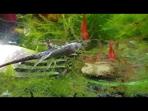 فيديو: كيفية حفظ الجمبري في حوض السمك