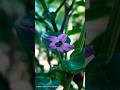 Creative Photography I Tips &amp; Tricks with Phone using Pro Mode 📸 I Mobile Photography Hacks🔥