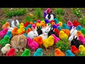 Tangkap Ayam Lucu, Ayam Warna Warni, Ayam Rainbow Gokil, Kelinci, Kucing Lucu, Bebek, Hewan Lucu