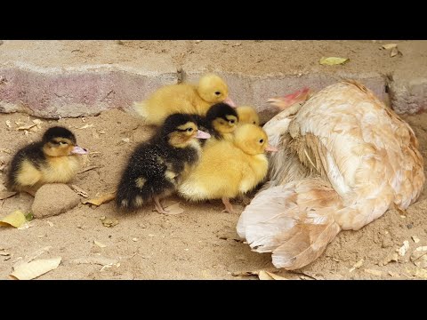 دجاجة تربي فراخ البط Chicken With Ducklings