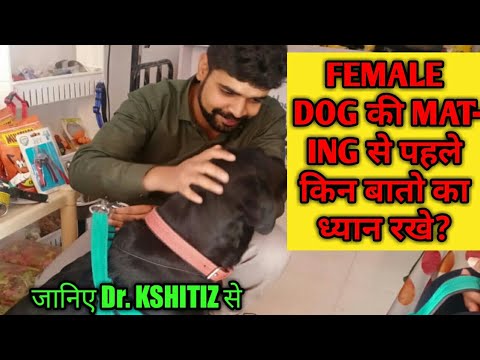 Things to remember before DOG mating। Bitch की mating से पहले इन बातो का रखे ध्यान।Dog breeding tips