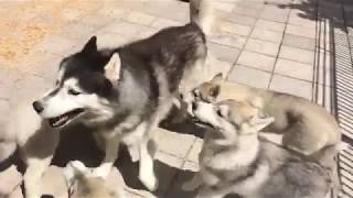 Husky Father&#39;s Day