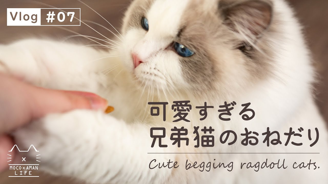 ラグドール猫のかわいいおねだり もふ猫の暮らし Vlog 07 Youtube