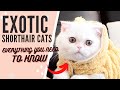 The Exotic Shorthair Cat 101 : Breed & Personality の動画、YouTube動画。