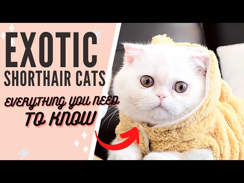 Vídeo: Exotic Shorthair Cat Breed Hypoallergenic, Health And Life Span
