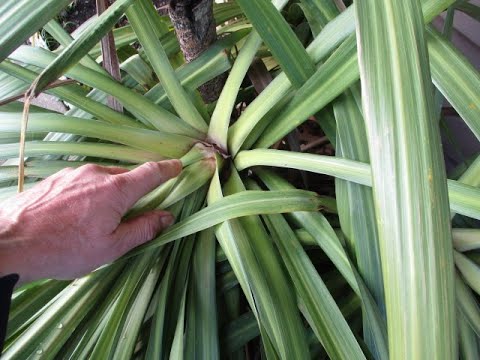 Video: Mis on Cordyline'i taim – teave Cordyline'i sortide kohta