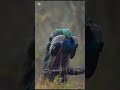 #birdslovers #beautyofnature #beautifulbirds #viral #youtubeshorts