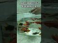 imported plati fish price update howrah #viralvideo #aquarium #fish #fishaquarium #viralshorts