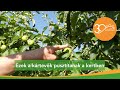 MMG - Így védekezzünk a gyümölcsmolyok és a dióburok-fúrólégy ellen