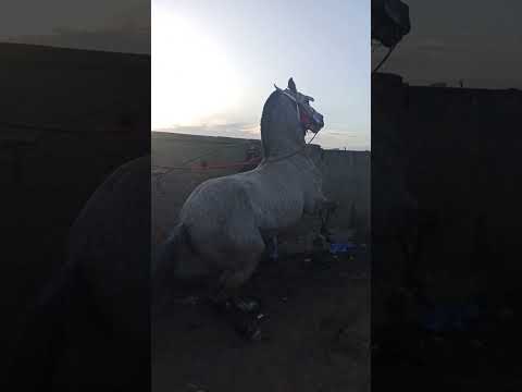 الحران عود ملكي