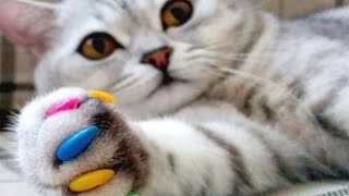 10 КРУТЫХ КОШАЧЬИХ ВЕЩЕЙ С ALIEXPRESS / ЛУЧШЕЕ С АЛИЭКСПРЕСС 10 КРУТЫХ КОШАЧЬИХ ВЕЩЕЙ С ALIEXPRESS / ЛУЧШЕЕ С АЛИЭКСПРЕСС