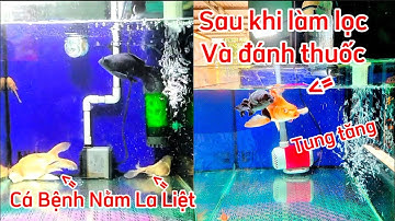 Hồ Cá Chép Phi Tần 200l Đẹp - Thay Trước Và Sau Khi Làm Ống Lắng Hồ Cá Chép Sư Tử + Phi Tần.