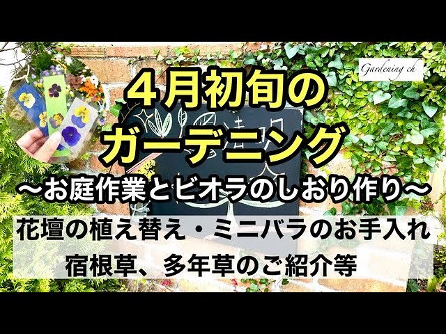 ガーデニングを楽しもう 宿根草や多年草の芽吹きの様子 ミニバラの薬剤散布 花壇の植え替え お庭のビオラを使った押し花風しおり作り等 ４月上旬のガーデニング動画です Youtube