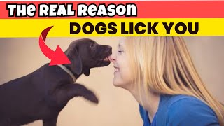 Surprising Reasons Your Dog Loves Licking You