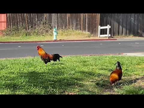 Cotati's famous chickens