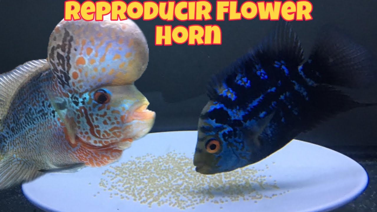 COMO REPRODUCIR FLOWER HORN