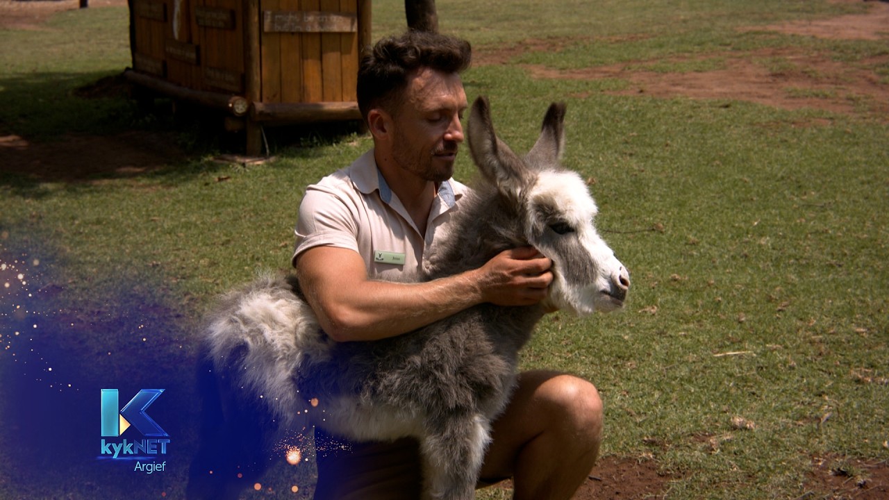 Kwêla - Donkiemelkplaas