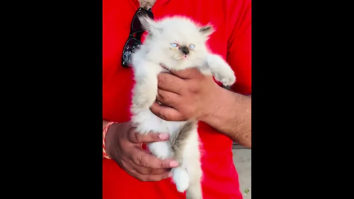 Video 10790861: persian himalayan kittens, persian kitten love