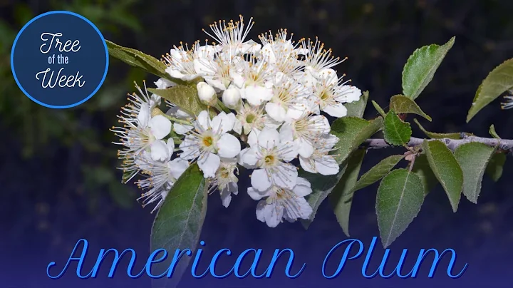 Tree of the Week: American Plum