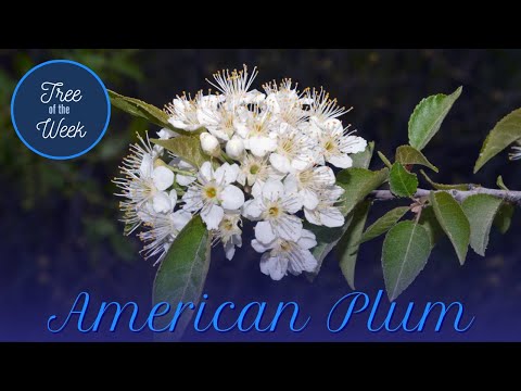 Vidéo: Early Prolific Prunier – Rivers Early Prolific Prunier Growing Information