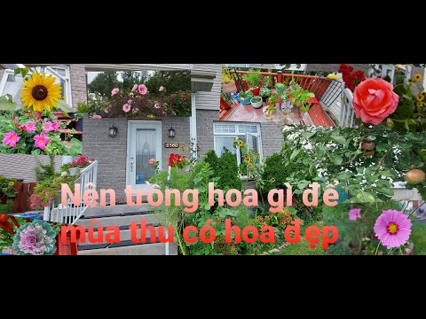Video: Trồng Hoa Gì Vào Mùa Thu Trong Vườn