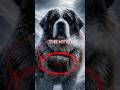 Saint Bernard...Truth or Legend ?
