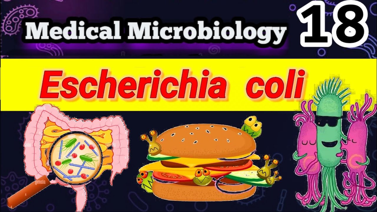 Escherichia coli (part 1) شرح بالعربي (Morphology, habitat, Transmission, infections, Pathogenesis)
